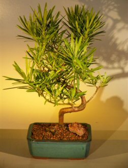 Podocarpus Bonsai Tree  (podocarpus macrophyllus)