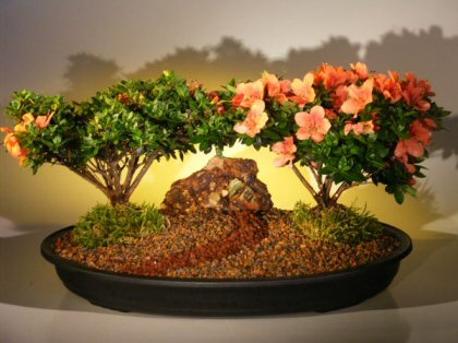 Bonsai Pots on Flowering Azalea Bonsai Tree   Double Satzuki Chinzan