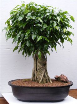 Ficus Banyan Bonsai Tree (ficus orientalis)