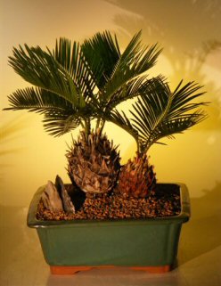 Sago Palm Bonsai Tree - Double Planting (cycas revoluta)
