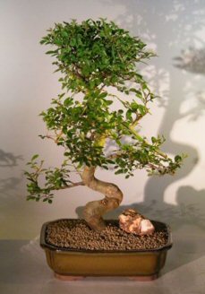 Chinese  Bonsai on Chinese Elm Bonsai Tree Ulmus Parvifolia