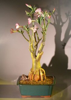 Flowering Desert Rose Bonsai Tree (Adenium Obesum)