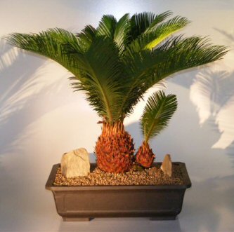 Sago Palm Bonsai Tree - With Baby (cycas revoluta)