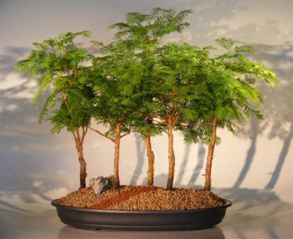 Foret bonsai