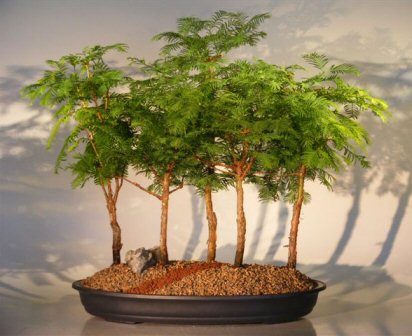 Artificial Bonsai Tree on Redwood Bonsai Tree   5 Tree Forest Group Metasequoia Glyptostroboides