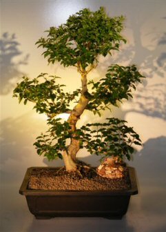 Flowering Ligustrum Bonsai Tree (ligustrum lucidum)