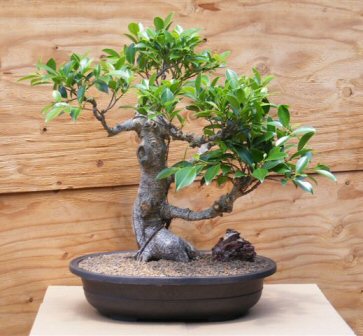 Ficus Bonsai Tree  (ficus retusa)