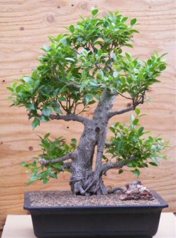 Ficus Retusa Bonsai Tree - Banyan Style  (ficus retusa)