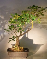 Indoor Bonsai Trees on Ficus Bonsai Tree   Root Over Rock Ficus Natalensis