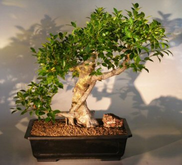 Bonsai Trees on Recommended Indoor Bonsai Trees