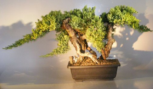 Juniper Bonsai Tree - Phoenix Graft  (juniper procumbens nana)