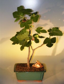 unknown Brown Turkey  Fig<br><i>(ficus carica)</i>