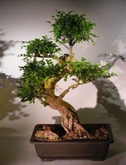 Chinese  Bonsai on Chinese Elm Bonsai Tree  Ulmus Parvifolia