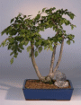 Korean Hornbeam (carpinus
                                    coreana)