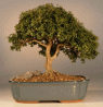 Japanese Kingsville
                                    Boxwood (buxus microphylla 'compacta')