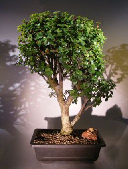 Artificial Bonsai Tree on X22  Tall Recommended Indoor Bonsai Tree Grown And Trained By Bonsai