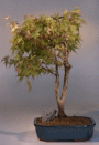Japanese Maple Variegated (acer palmatum 'variegata')