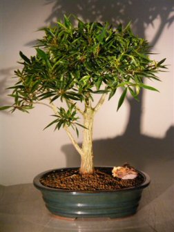 Artificial Bonsai Tree on X17  Tall Recommended Indoor Bonsai Tree  Grown And Trained By Bonsai