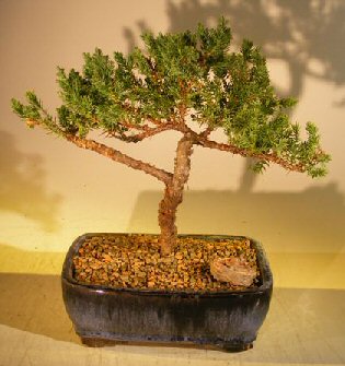 unknown Juniper Bonsai Tree - Trained<br><i>(juniper procumbens 'nana')</i>