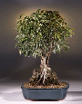 Root Over Rock Ficus
                                    (ficus philippinensis)