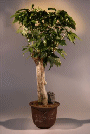 Coffee Tree (gymnocladus dioicus)