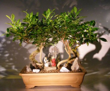 unknown Oriental Ficus Bonsai Tree<br>Stone Landscape Forest Group<br><i>(ficus benjamina 'orientalis')</i>