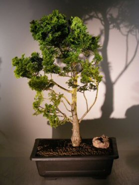 golden cypress bonsai