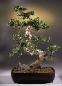 Fukien Tea (carmona)