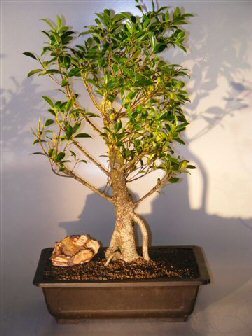Artificial Bonsai Tree on Ficus Retusa Bonsai Tree With Banyan Roots Ficus Retusa