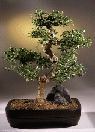 Fukien Tea (carmona)