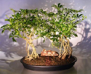 Artificial Bonsai Tree on Hawaiian Umbrella Bonsai Tree   Banyan Style Arboricola Schefflera