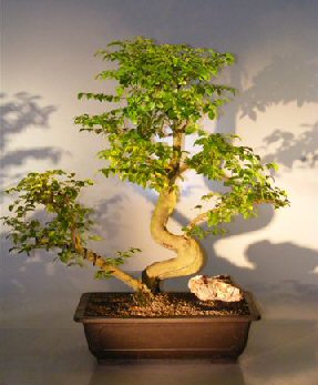Artificial Bonsai Tree on Flowering Ligustrum Bonsai Tree Ligustrum Lucidum