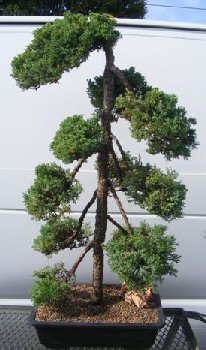 unknown Juniper Bonsai Tree - Pom Pom Style <br><i>(juniper procumbens nana)</i>