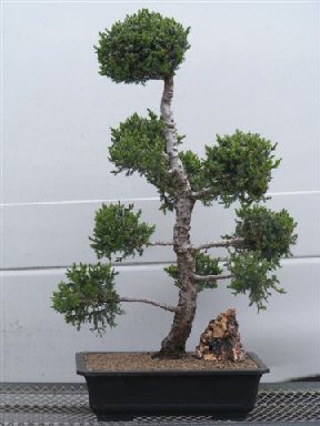 Juniper Bonsai on 24  X 38  Tall  Recommended Bonsai Tree  Grown And Trained By Bonsai