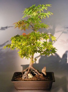 Artificial Bonsai Tree on Japanese Maple Bonsai Tree   Root Over Rock Style Acer Palmatum