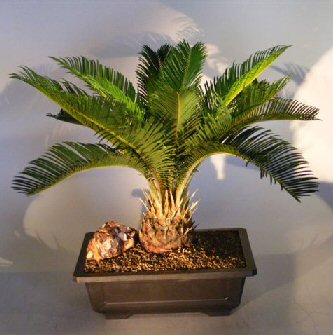 Artificial Bonsai Tree on Sago Palm Bonsai Tree Cycas Revoluta