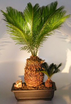 Indoor Bonsai Tree on Sago Palm Bonsai Tree With Baby Cycas Revoluta