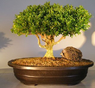 Artificial Bonsai Tree on Japanese Kingsville Boxwood Bonsai Tree Buxus Microphylla Compacta