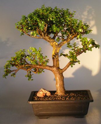 Artificial Bonsai Tree on Baby Jade Bonsai Tree Portulacaria Afra