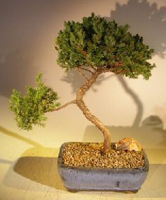 unknown Juniper Bonsai Tree - Trained <br><i></i>(juniper procumbens nana)