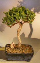 unknown Juniper Bonsai Tree - Trained <br><i></i>(juniper procumbens nana)