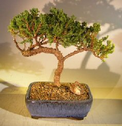 unknown Juniper Bonsai Tree - Trained <br><i></i>(juniper procumbens nana)