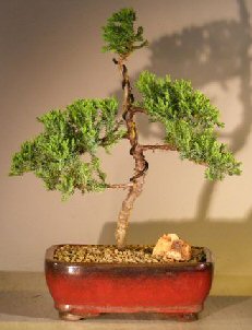 unknown Juniper Bonsai Tree - Trained <br><i></i>(juniper procumbens nana)