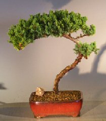 unknown Juniper Bonsai Tree - Trained <br><i></i>(juniper procumbens nana)