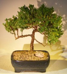 Juniper Bonsai Tree – Trained (juniper procumbens nana)