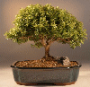 Japanese Kingsville
                                    Boxwood (buxus microphylla 'compacta')