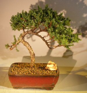 unknown Juniper Bonsai Tree - Trained <br><i></i>(juniper procumbens nana)