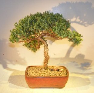Image: Juniper Bonsai Tree - Trained  (juniper procumbens nana)