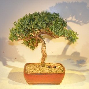 unknown Juniper Bonsai Tree - Trained <br><i></i>(juniper procumbens nana)