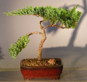 unknown Juniper Bonsai Tree - Trained <br><i></i>(juniper procumbens nana)